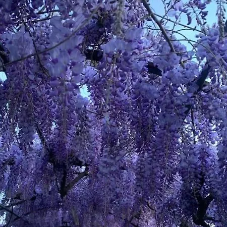 Casa Eda 度假居 卢卡